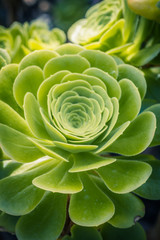 Aeonium arborescens rosette flower plant,  succulent crassulaceae