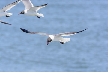 Fototapeta na wymiar Laughing Gull in Flight