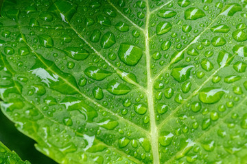背景素材用の葉に付いた水滴