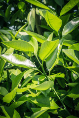 Orange tree leaves. Exotic plants, green, patterned background