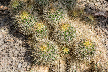 Cactus. Close up of green succulent or cactus plant with sharp spikes outside