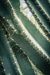 Cactus. Close up of green succulent or cactus plant with sharp spikes outside