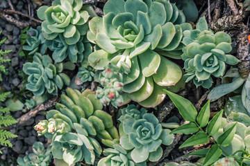 Beautiful succulent plants, close up