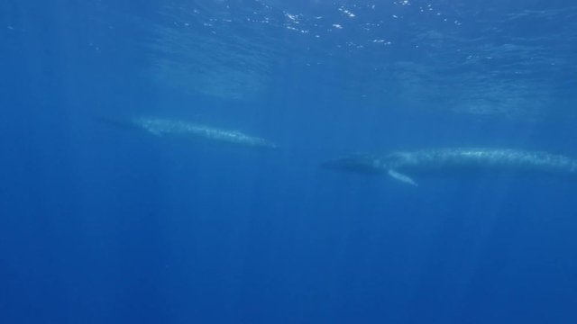 Finwhale is the second largest animal on Earth underwater