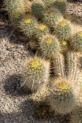 Cactus. Close up of green succulent or cactus plant with sharp spikes outside