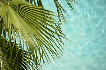 Palm Leaf with Water