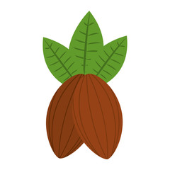 cocoa beans leaves fruit image vector illustration