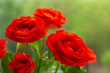 A bouquet of Dutch roses. Flowers of the Dutch rose during flowering in spring and summer. Macro. Red flowers on a background of green grass.