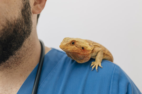 Orange lizard on the veterinary shoulder