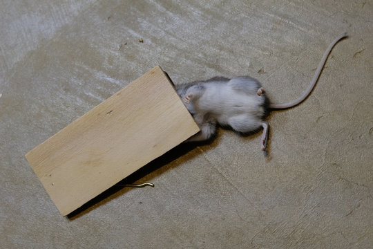 Mouse Caught In Live Trap Stock Photo - Download Image Now