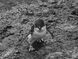 Little blue penguin nb