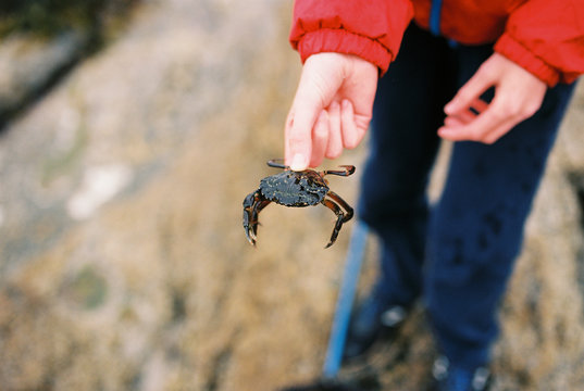 boy holding crab
