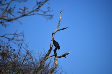 buzzard perched on a dead tree