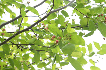 ジューンベリー