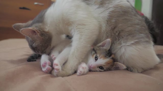 the cat licks the tongue of a small kitten slow motion video. cat mom and little kittens lie on the couch. cat and kittens concept lifestyle