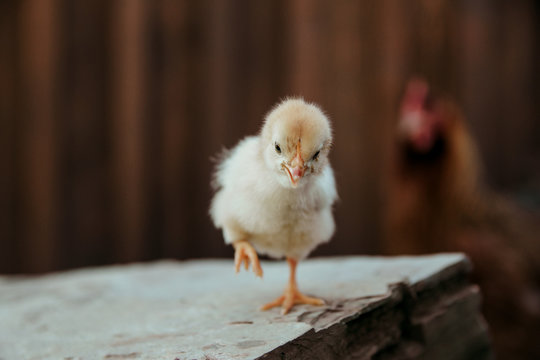 A chick boldly walking away from her mother hen. Not looking back!