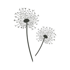 Vector illustration of dandelions.