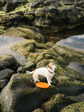 Lovely Jack Russell with frisbee