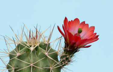 exotic flower on cactus plant
