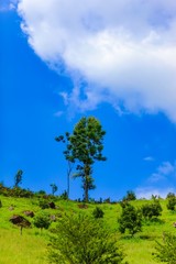 Obraz premium Amazing landscape on Moc Chau highland