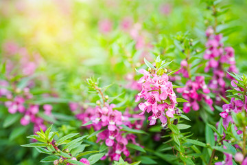 vivid pink Angelonia goyazensis Benth flower , Waew Wichien or Thai florget me not , blooming in garden