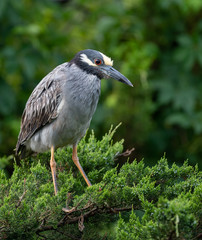 Fototapeta premium Yellow Crowned Night Heron 