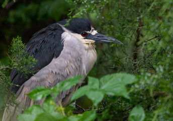 Black Crowned Night Heron