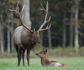 Bull Elk and Calf