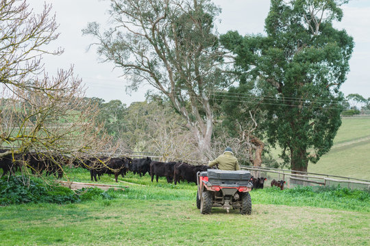 farmer on quad bike moving cattle