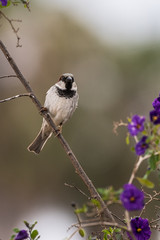 Brown and white sparrow comfortable hanging on to potato tree branch eyes watching for danger.