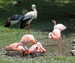 Flamingos and Stork
