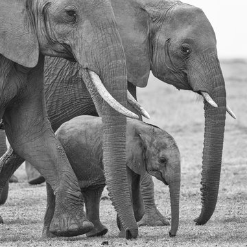 Baby elephant in the middle of  family herd