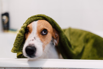 Dog standing in bathtub covered with towel after shower