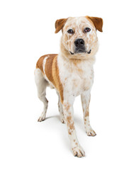 Heeler Dog Mix Standing on White