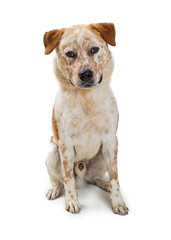 Heeler Dog Mixed Breed Sitting on White