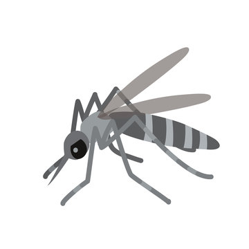 ヒトスジシマカ Images Browse Stock Photos Vectors And Video Adobe Stock