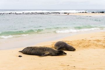 Hawaiian monk seal couple spending time on the beach