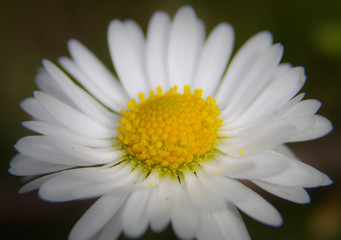 Obraz premium Thriving Daisy