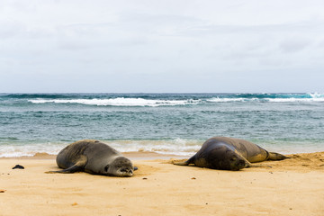 Fototapeta premium Hawaiian monk seal couple spending time on the beach