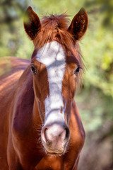 Closeup Portrait of Wild Horse
