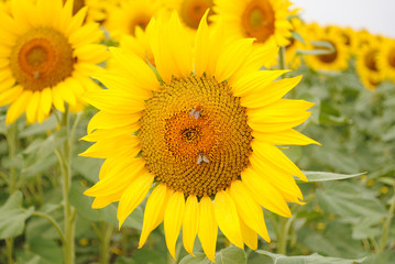 Sunflowers and bees close up