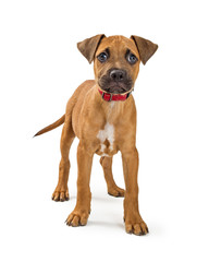 Cute Terrier Puppy Standing on White