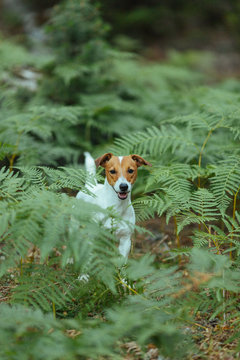 Dog Running Outside At Forest