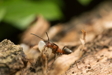 Wood ant, Formica transporting larva