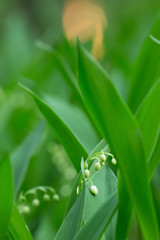 Closeup of a lily of the valley, Concallaria majalis