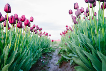 Purple tulips growing in rows in a springtime garden