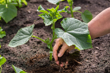 hand of a farmer giving dry horse dung fertilizer to new green plant in soil