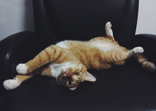 Lazy cat sleeping on working chair.