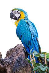 The blue-throated macaw, Colorful macaws perched on a fence look at camera on white background