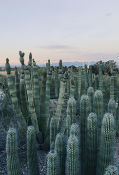 cacti